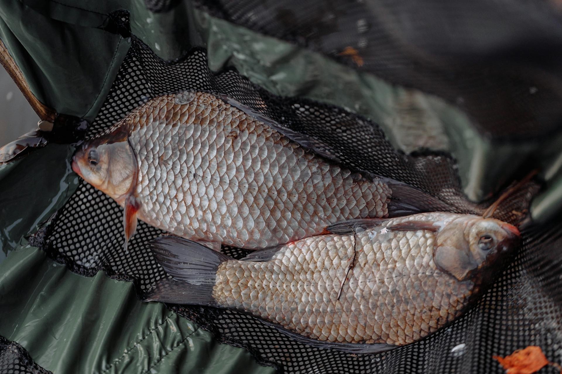 Quality carp fishing net and landing equipment for commercial fisheries
