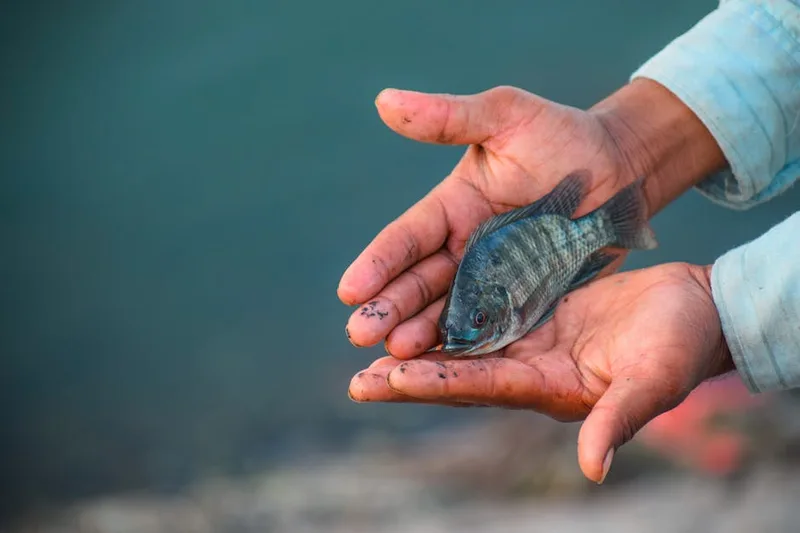 fish care conservation , photo from Pexels