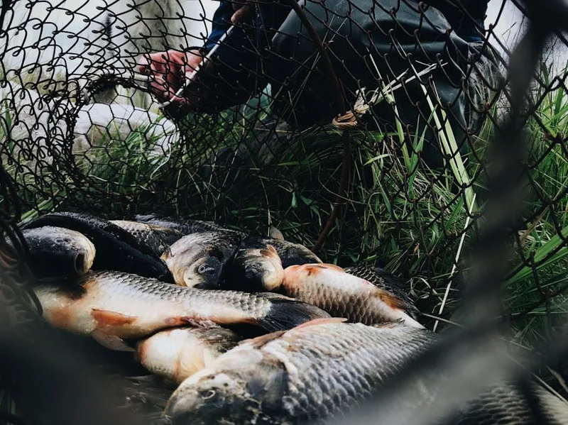 carp fish care handling , photo from Pexels