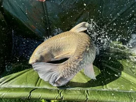 Carp Cradle OEM: What European Distributors Must Know About 