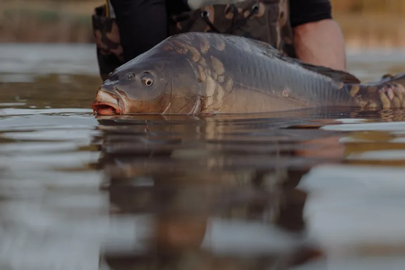 carp care accessories for tackle retailers