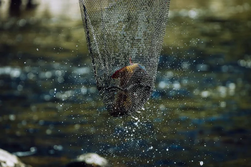 fish retention sling water , photo from Pexels